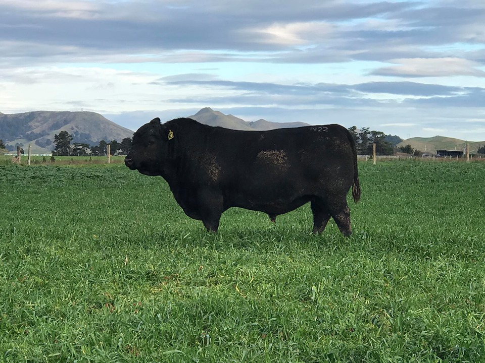 Marlborough Farmer Takes Record Price for Angus Bull | Blog | wk.co.nz